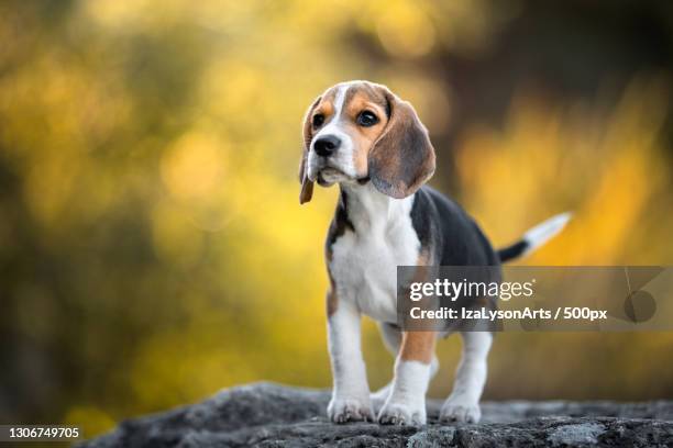 close-up of beagle looking away while standing on rock,poland - beagle stockfoto's en -beelden