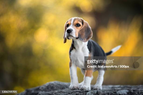 18,417 Beagle Photos and Premium High Res Pictures - Getty Images