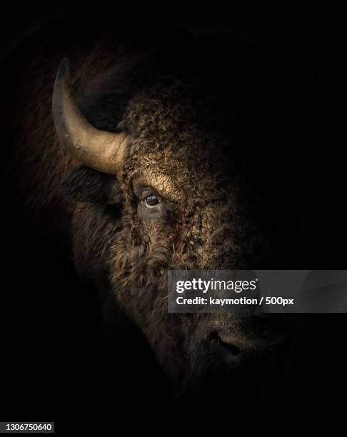 close-up of cow standing against black background,germany - amerikanischer bison stock-fotos und bilder