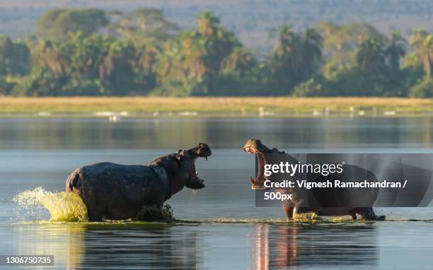 two wild horses in lake,amboseli national park,kenya - hippopotame photos et images de collection