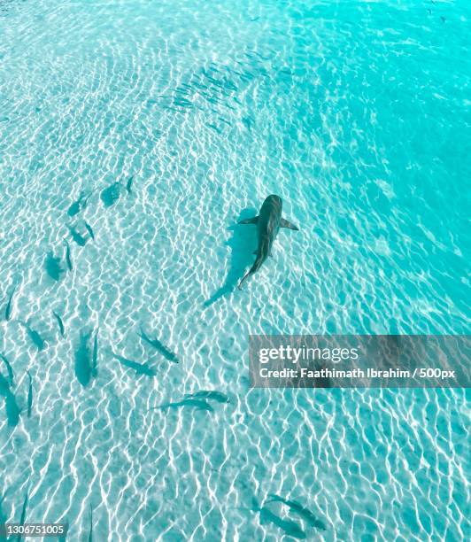 high angle view of shark swimming in sea,maldives - shark top view stock pictures, royalty-free photos & images