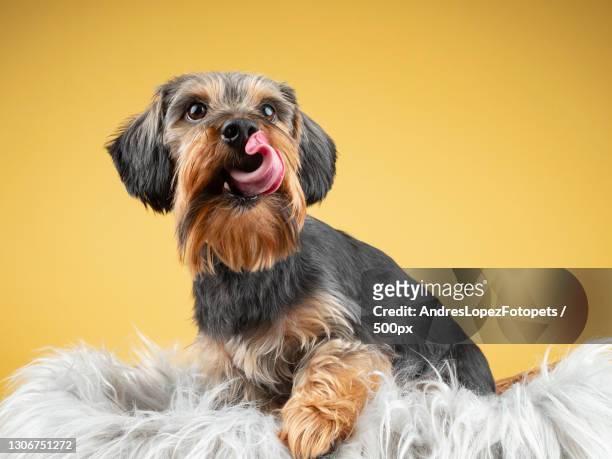 close-up of yorkshire terrier with eyes closed against yellow background,madrid,spain - dog eyes closed stock pictures, royalty-free photos & images