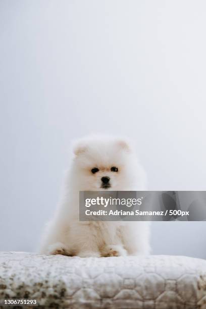 portrait of pomeranian sitting on bed - pomeranian puppy stock pictures, royalty-free photos & images