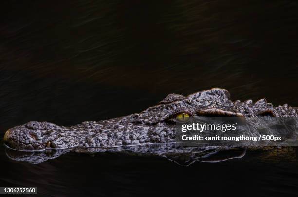 high angle view of crocodile swimming in lake - crocodile ストックフォトと画像