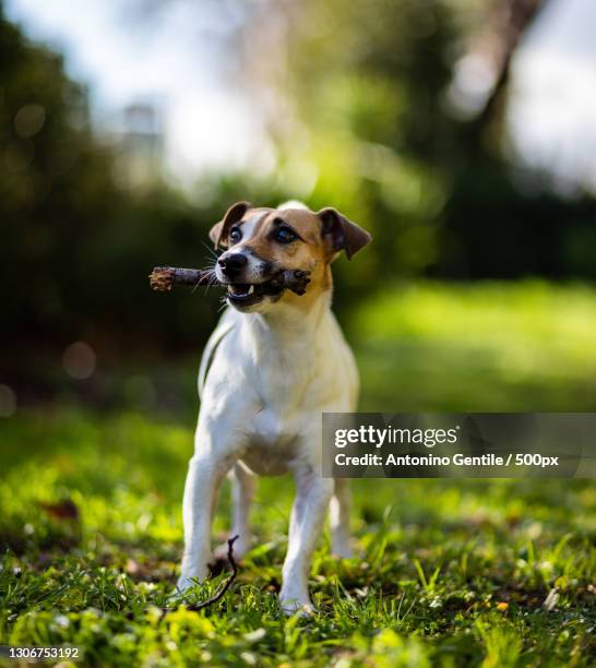 portrait of terrier standing on field,rome,italy - jack russell terrier stock pictures, royalty-free photos & images