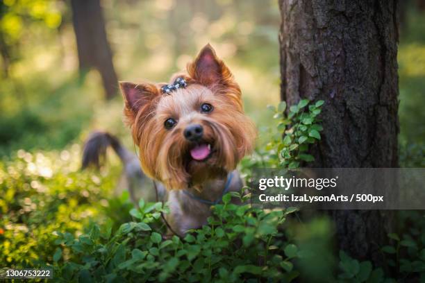 yorkshire terrier dog - terrier du yorkshire photos et images de collection