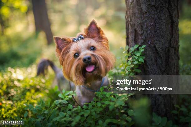 yorkshire terrier dog - yorkshire terrier imagens e fotografias de stock