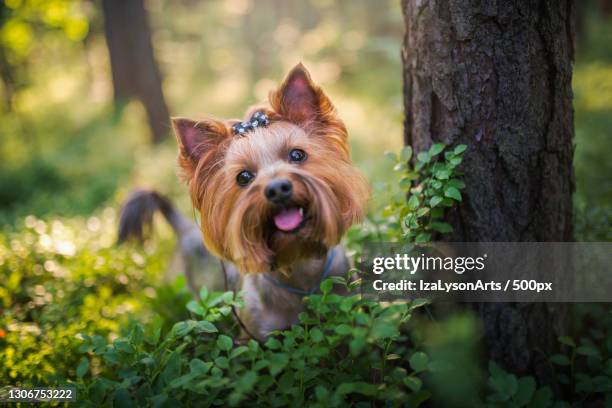 yorkshire terrier dog - yorkshire terrier imagens e fotografias de stock