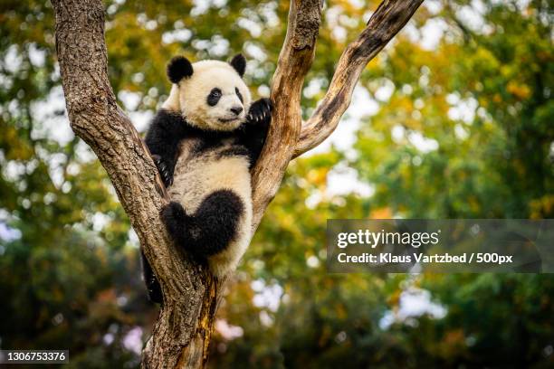 low angle view of koala on tree,berlin,germany - giant panda stockfoto's en -beelden