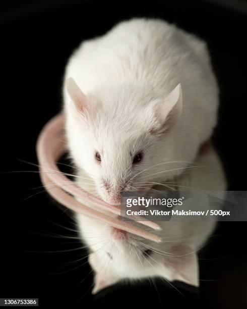 close-up of white rabbit against black background,russia - topo dalle zampe bianche foto e immagini stock