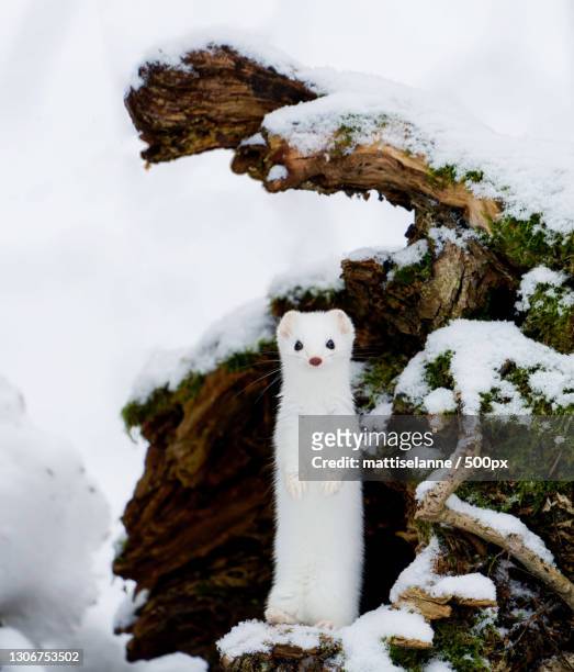 close-up of snowman on snow covered field - ermine stock pictures, royalty-free photos & images