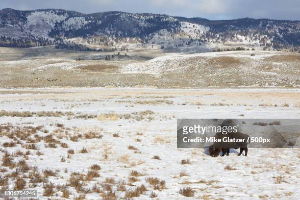 high angle view of sheep grazing on snow covered field,yellowstone national park,united states,usa - snow on grass stock pictures, royalty-free photos & images