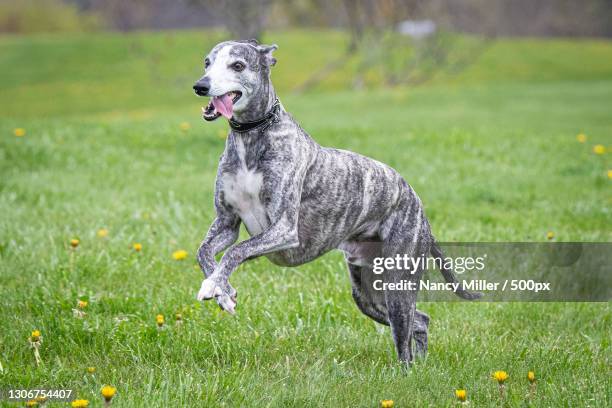 side view of whippet running on grassy field - whippet stock pictures, royalty-free photos & images