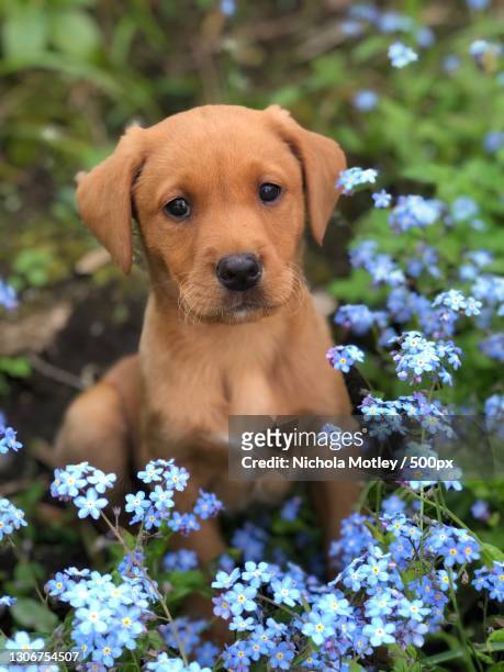 portrait of labrador retriever by flowers - labrador puppies stock pictures, royalty-free photos & images