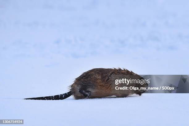 the snow in the snow - kanadischer biber stock-fotos und bilder