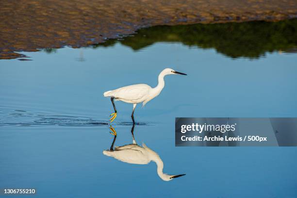 side view of egret standing in lake,newquay,united kingdom,uk - little egret (egretta garzetta) stock pictures, royalty-free photos & images