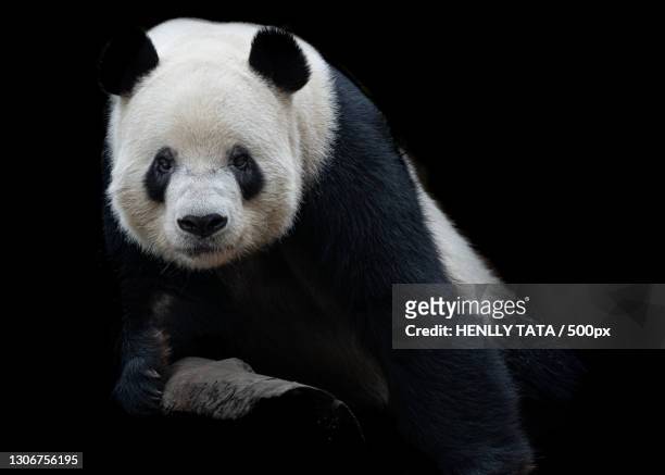 close-up of bear against black background - endangered species stock pictures, royalty-free photos & images