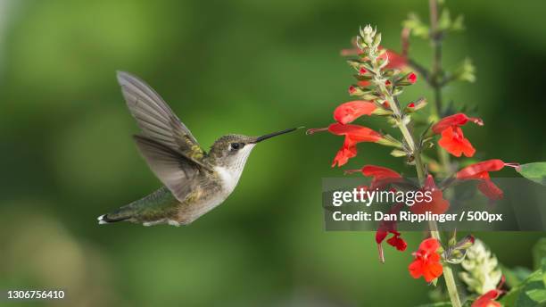close-up of hummingbird flying by hummingbird flying in park,high ridge,missouri,united states,usa - pollinator stock pictures, royalty-free photos & images