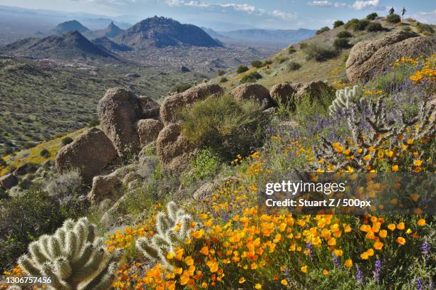 scenic view of flowering plants and mountains against sky,scottsdale,arizona,united states,usa - scottsdale stockfoto's en -beelden