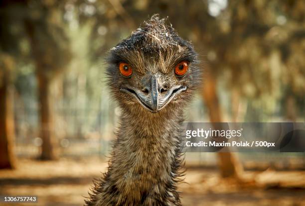 close-up portrait of owl against trees,israel - flightless bird stock-fotos und bilder