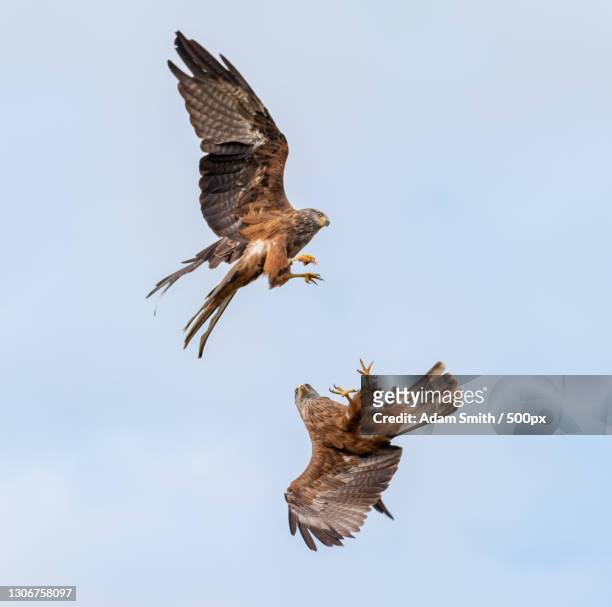 low angle view of eagle flying against clear sky,andover,united kingdom,uk - fight or flight stock pictures, royalty-free photos & images