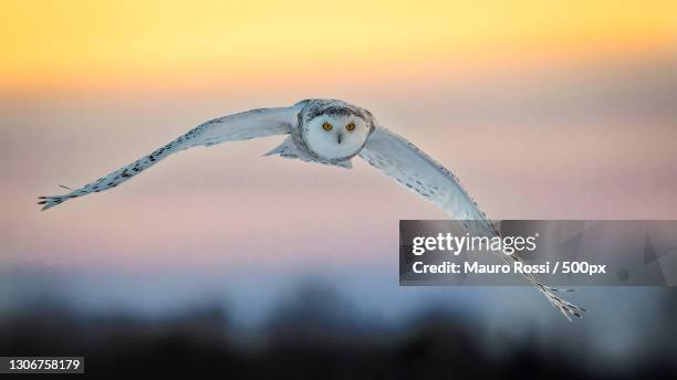 female snowy owl flying in the mountains,canada - schnee eule stock-fotos und bilder