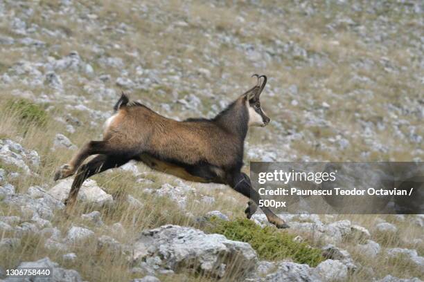side view of jumping jumping on rock - chamois stock pictures, royalty-free photos & images