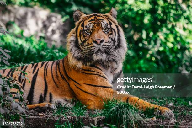 portrait of sumatran tiger sitting on field,dudley,united kingdom,uk - tigers stock pictures, royalty-free photos & images