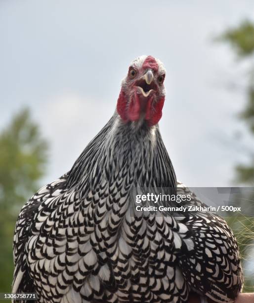 close-up of rooster against sky,denver,colorado,united states,usa - wyandotte plateado fotografías e imágenes de stock