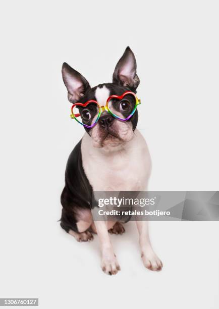 funny dog with pride glasses - dog parade stock pictures, royalty-free photos & images