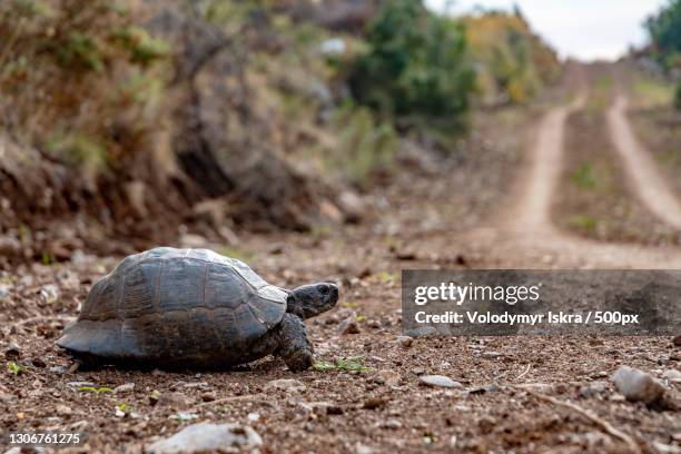 Turtle Shell Forest Forest Tortoise Photos and Premium High Res Pictures - Getty Images