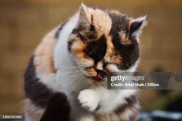 close-up of cat,luton,united kingdom,uk - exotic shorthair cat stock-fotos und bilder