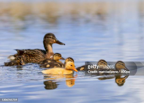 a group of ducklings in a pond,esbo,finland - duckling stockfoto's en -beelden