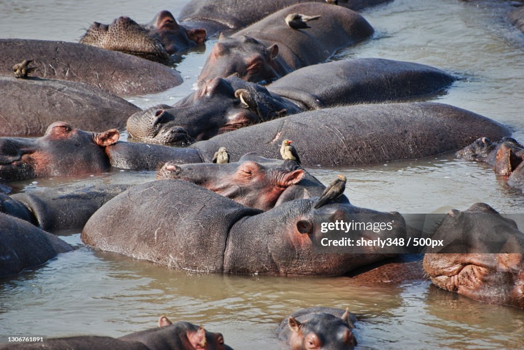 High angle view of elephants in lake,South Luangwa National Park,Mfuwe,Zambia