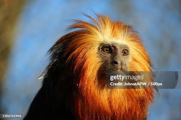 close-up of golden lion tamarin golden lion golden lion tamarin looking away,united kingdom,uk - lion tamarin stock-fotos und bilder