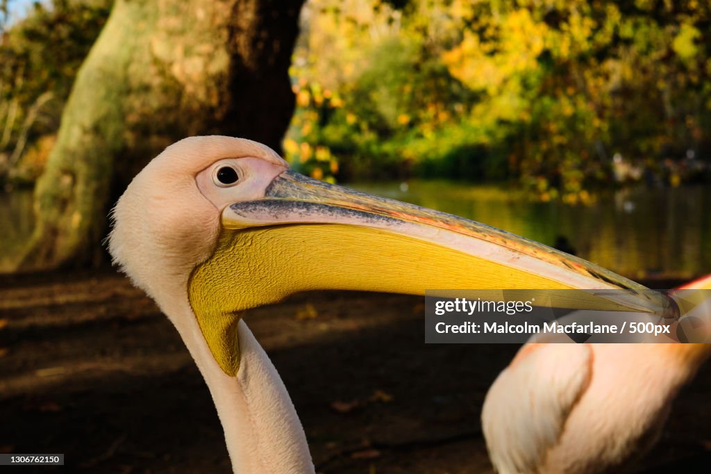 Close-up of pelican,London,United Kingdom,UK