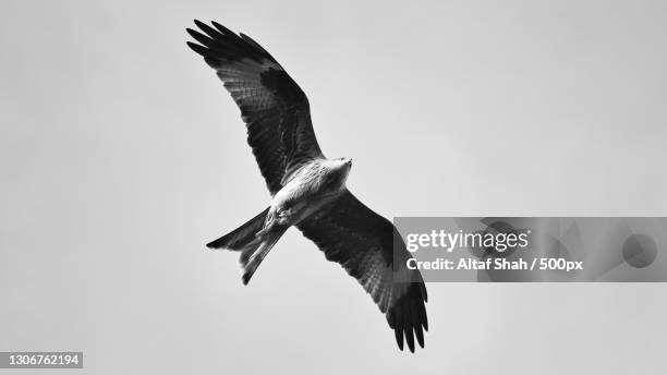 low angle view of eagle flying against clear sky,luton,united kingdom,uk - kite bird stock pictures, royalty-free photos & images