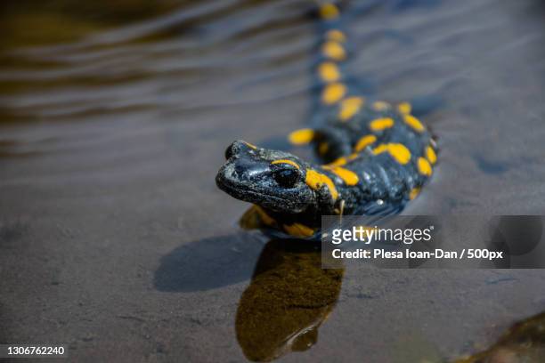 a frog in the water - salamandra fotografías e imágenes de stock