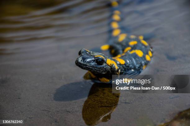 a frog in the water - salamandra stockfoto's en -beelden