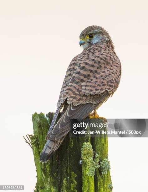 close-up of kestrel of prey perching on wooden post against clear sky,friesland,netherlands - snipefish stock pictures, royalty-free photos & images
