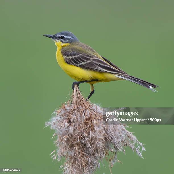 close-up of wagtail perching on branch - wagtail stock pictures, royalty-free photos & images