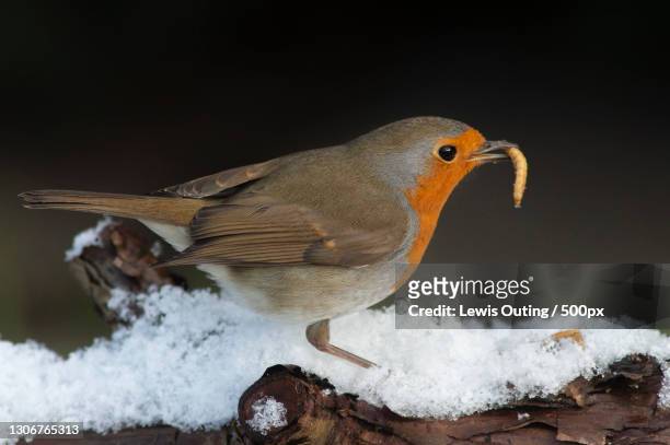 close-up of robin perching on snow,york,united kingdom,uk - mealworm stockfoto's en -beelden