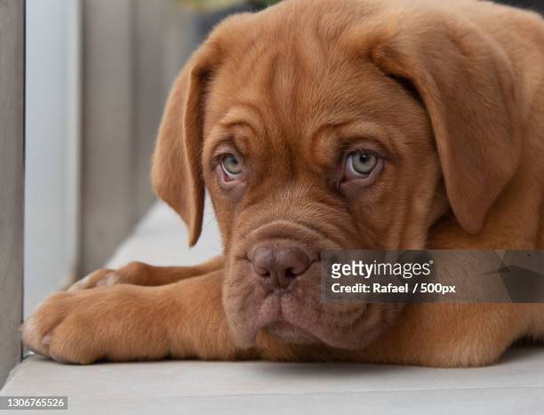 close-up portrait of purebred french mastiff,barcelona,spain - french mastiff stock pictures, royalty-free photos & images