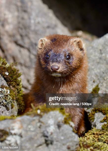 close-up portrait of rocks - american mink fotografías e imágenes de stock