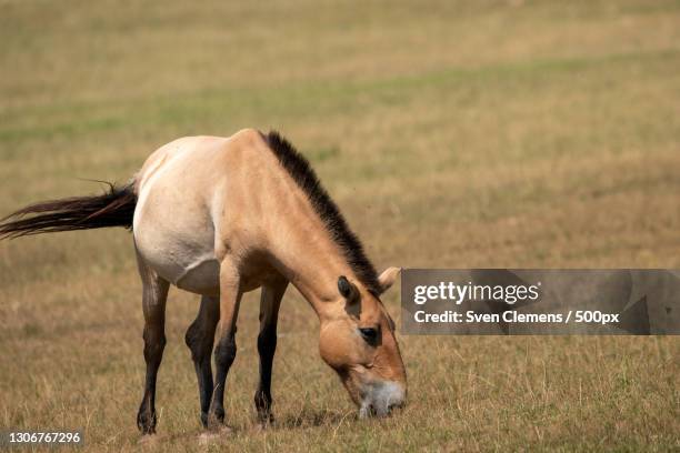 side view of foal grazing on grassy field - przewalski horses equus przewalskii stock pictures, royalty-free photos & images