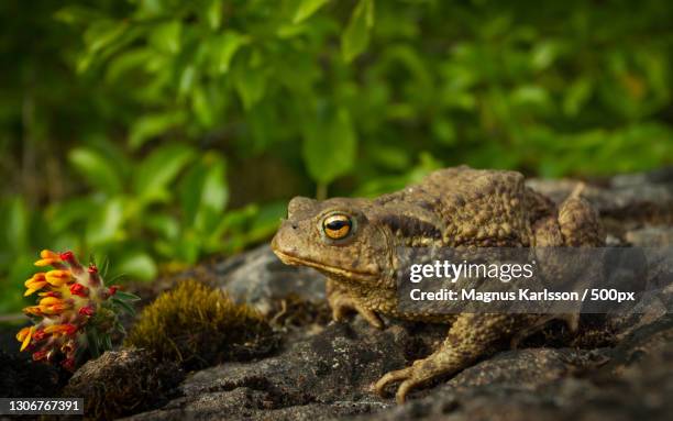 close-up of frog on rock,sweden - common toad stock pictures, royalty-free photos & images
