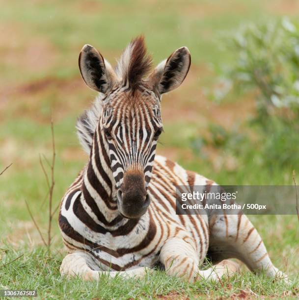 close-up of plains zebra on field,welgevonden game reserve,south africa - plains zebra bildbanksfoton och bilder