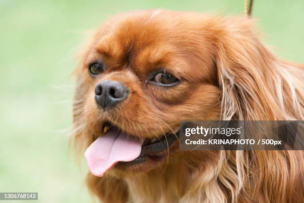 close-up of lap cavalier king charles spaniel,italy - cavalier foto e immagini stock