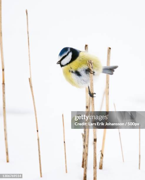 close-up of songbluetit perching on snow covered field - yellow perch bildbanksfoton och bilder