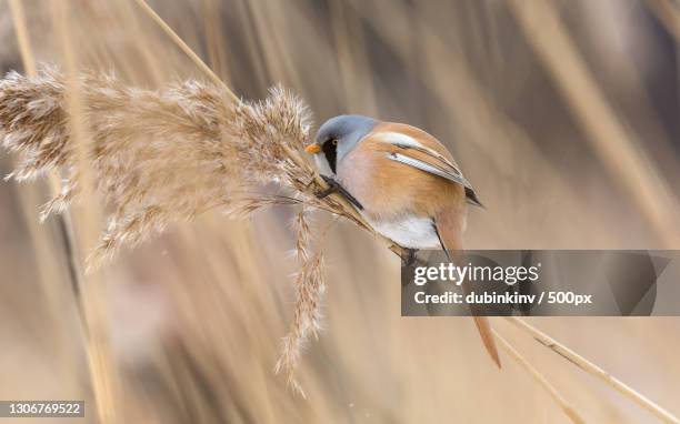 close-up of songtitmouse perching on plant,saint petersburg,russia - tit stock pictures, royalty-free photos & images